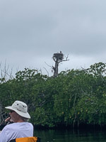 1049 Birds Everglades 2022 Osprey Nest