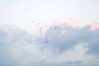1047 Birds Everglades 2024 Plate Creek Chickee Roseate Spoonbills