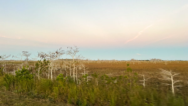 Dwarf Cypress Trees
