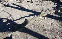 0061 Everglades 2026 