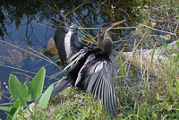 50 N Anhinga