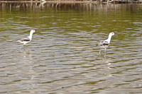 50 N Gopher Key Avocets
