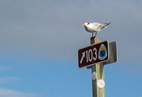 50 N Terns On Signs