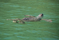 0013 Galapagos Sea Turtle