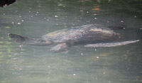 0018 Galapagos Sea Turtle