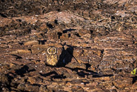 0140 Galapagos Short Eared Owl