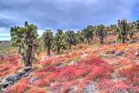 0623 Galapagos Hdr High Dynamic Range