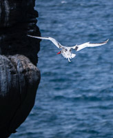 0684 Galapagos Red Billed Tropic Bird