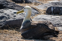 0828 Galapagos Waved Albatross