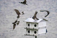 0004 Birds Guttenberg 2025 Purple Martins