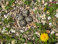 0007 Birds Guttenberg 2025 Killdeer Nest