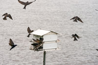 0024 Birds Guttenberg 2025 