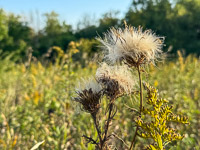 1022 Guttenberg 2025 Pikes Peak Iowa Roadside Flowers 2025 