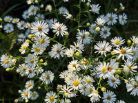 1025 Guttenberg 2025 Pikes Peak Iowa Roadside Flowers 2025 