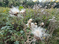 1029 Guttenberg 2025 Pikes Peak Iowa Roadside Flowers 2025 