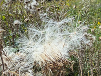 1030 Guttenberg 2025 Pikes Peak Iowa Roadside Flowers 2025 