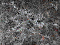 1031 Artistic Guttenberg 2025 Pikes Peak Iowa Roadside Flowers 2025 