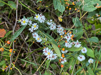 1032 Guttenberg 2025 Pikes Peak Iowa Roadside Flowers 2025 