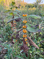 1035 Guttenberg 2025 Pikes Peak Iowa Roadside Flowers 2025 
