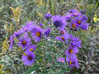1038 Guttenberg 2025 Pikes Peak Iowa Roadside Flowers 2025 