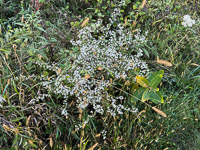 1040 Guttenberg 2025 Pikes Peak Iowa Roadside Flowers 2025 
