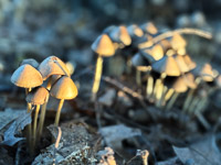 1045 Guttenberg 2025 Pikes Peak Iowa Roadside Flowers 2025 