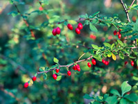 1048 Guttenberg 2025 Pikes Peak Iowa Roadside Flowers 2025 