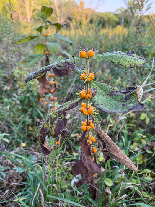 Orange-Fruited Horse Gentian