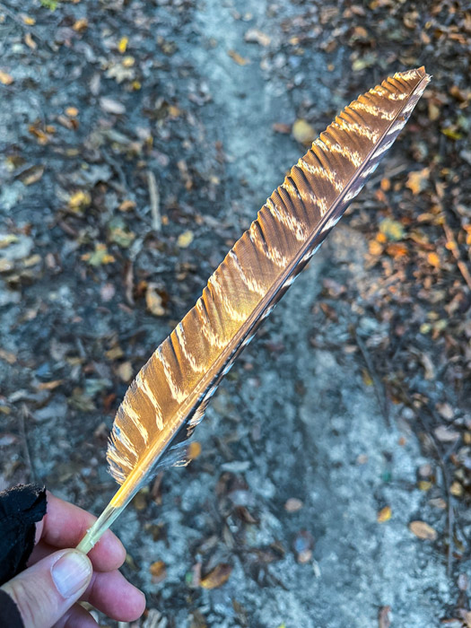 Wild Turkey Feather