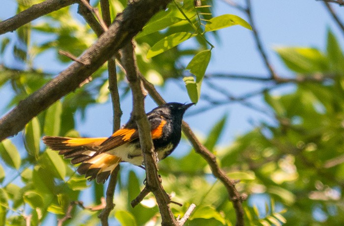 American Redstart