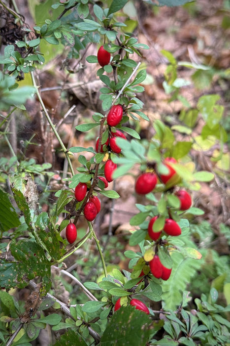 Non-Native Barberry