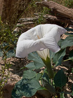 0012 Lake Powell Utah 2010 Roadside Flowers 2010 