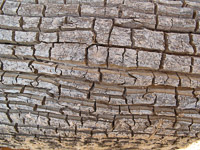 0015 Lake Powell Utah 2010 Roadside Flowers 2010 