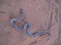 0033 Critters Lake Powell Utah 2010 
