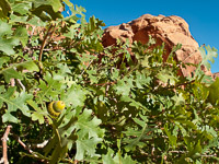 0071 Lake Powell Utah 2010 Roadside Flowers 2010 Oak