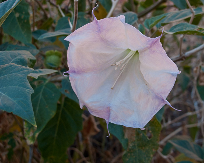 Datura or Jimsonweed
