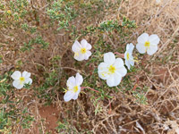 0002 Lake Powell Utah 2020 Roadside Flowers 2020 Evening Primrose