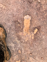 0052 Lake Powell Utah 2020 Dinosaur Tracks