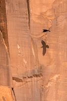 0054 Birds Lake Powell Utah 2020 Raven