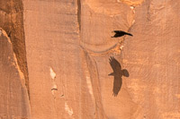 0055 Birds Lake Powell Utah 2020 Raven