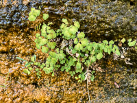 0057 Lake Powell Utah 2020 Roadside Flowers 2020 Southern Maidenhair Fern Adiantum Capillus Veneris 