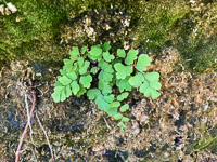 0058 Lake Powell Utah 2020 Roadside Flowers 2020 Southern Maidenhair Fern Adiantum Capillus Veneris 