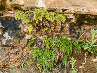 0059 Lake Powell Utah 2020 Roadside Flowers 2020 Southern Maidenhair Fern Adiantum Capillus Veneris 