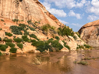 0079 Lake Powell Utah 2020 Datura On Hillside