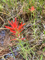 0085 Lake Powell Utah 2020 Roadside Flowers 2020 Indian Paintbrush