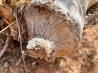 0097 Lake Powell Utah 2020 Beaver Cut