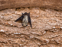 0107 Lake Powell Utah 2020 Bat