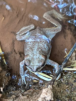 0108 Lake Powell Utah 2020 Toad