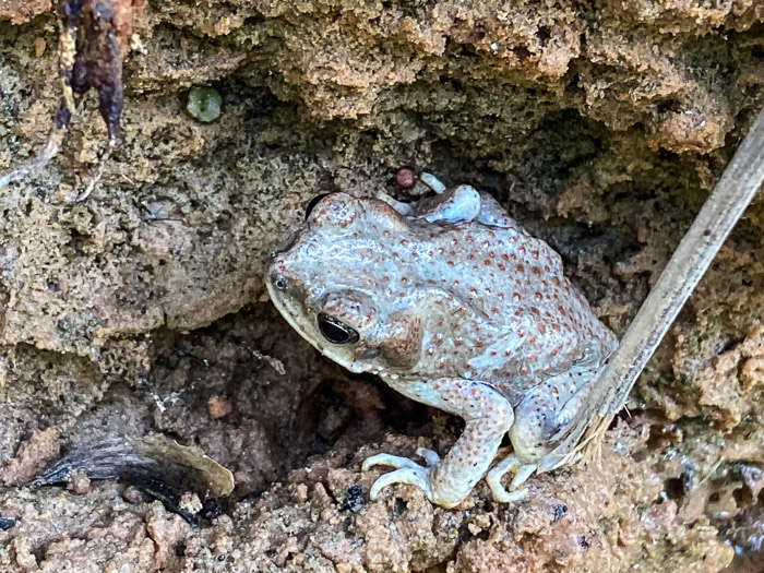 Red-Spotted Toad