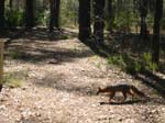 Gray Fox